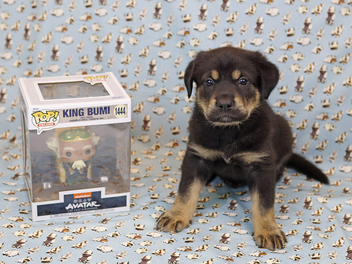chinook puppy